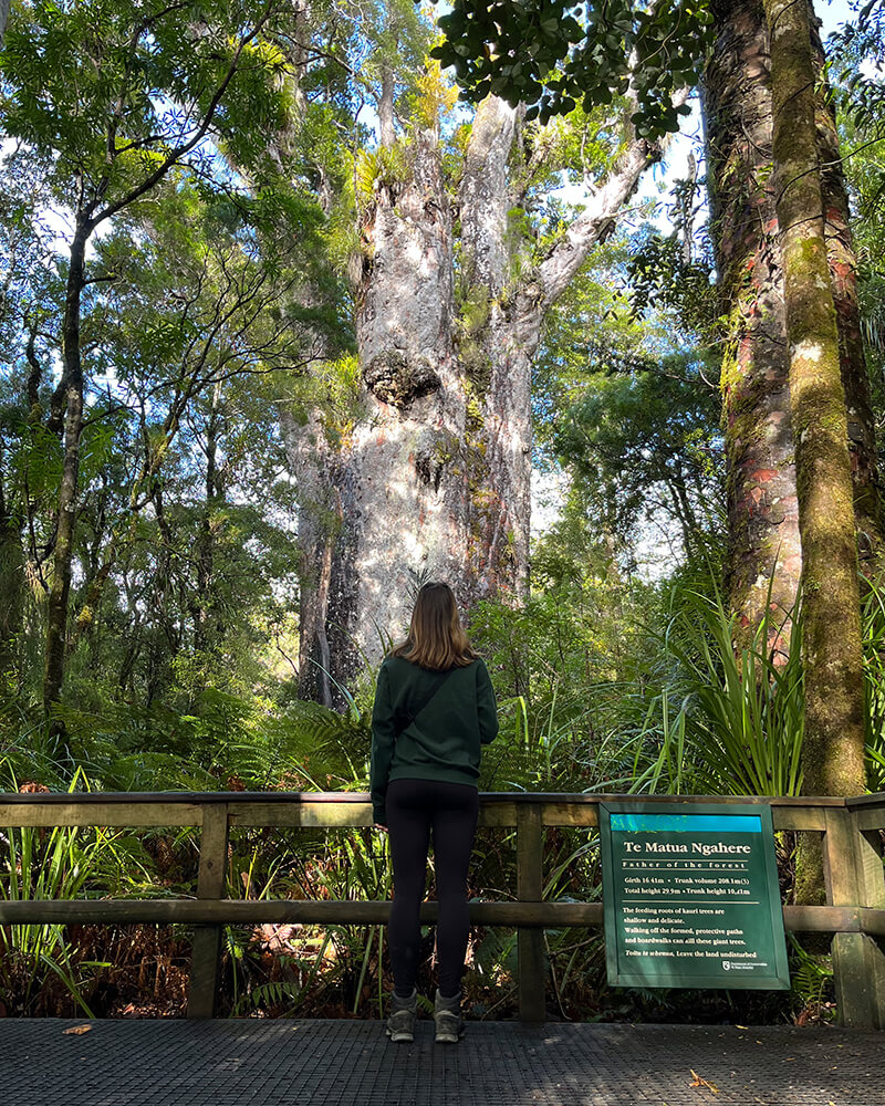 Frau steht vor einem großen Kauri Baum