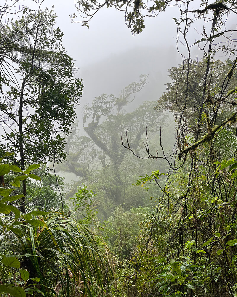 Ausblick aus dem Wald auf dem Kaipawa Trig Track 