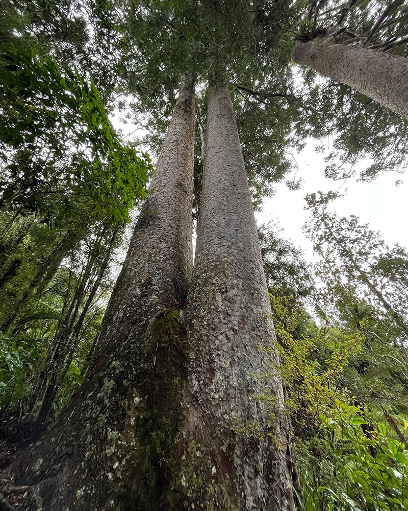 Zwei am Stamm zusamamen gewachsene Kauri Bäume