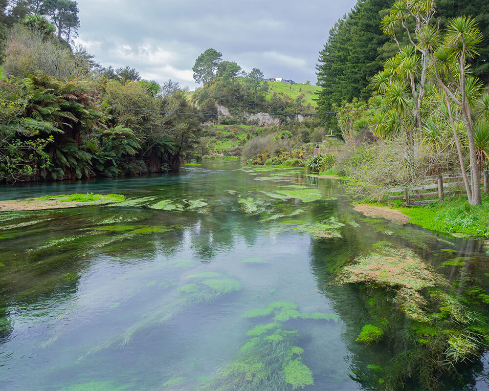 Fluss mit blauem Wasser und grünen Pflanzen