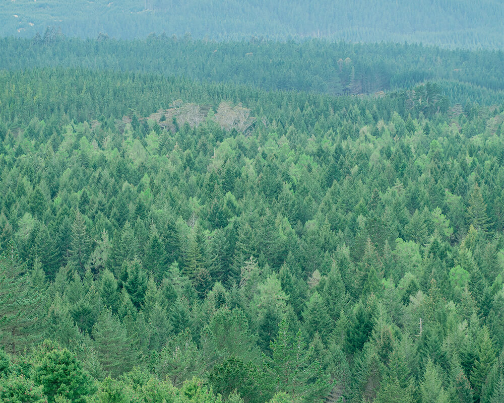 Blick von oben auf einen Tannenwald