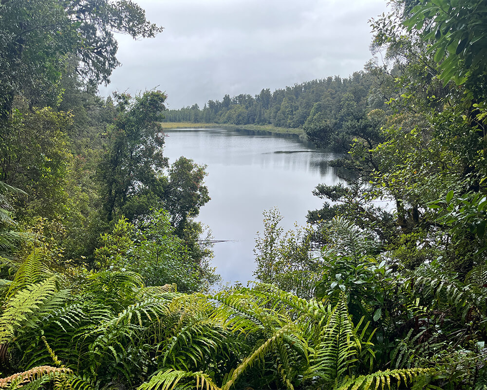 Blick zwischen Bäumen und Büschen auf den Lake Matheson 