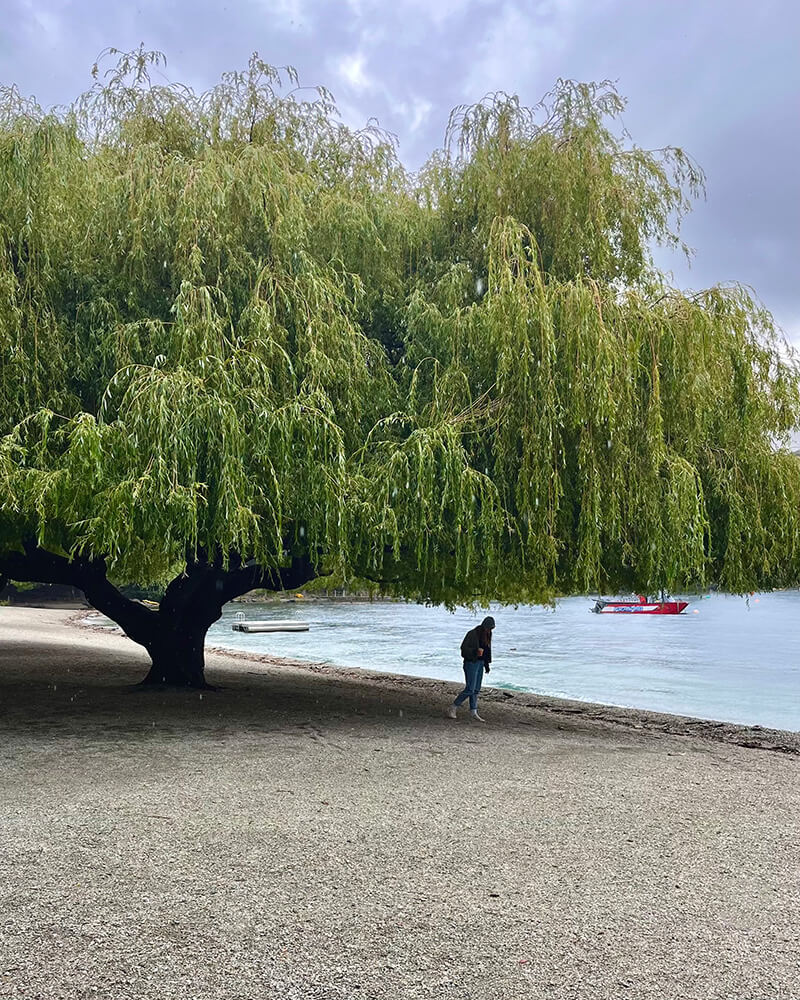 eine Frau steht unter einem großen Baum am Seeufer des Lake Wakatipu in Queenstown